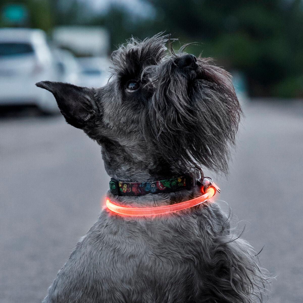 Imagen principal del producto Collar LED para mascota