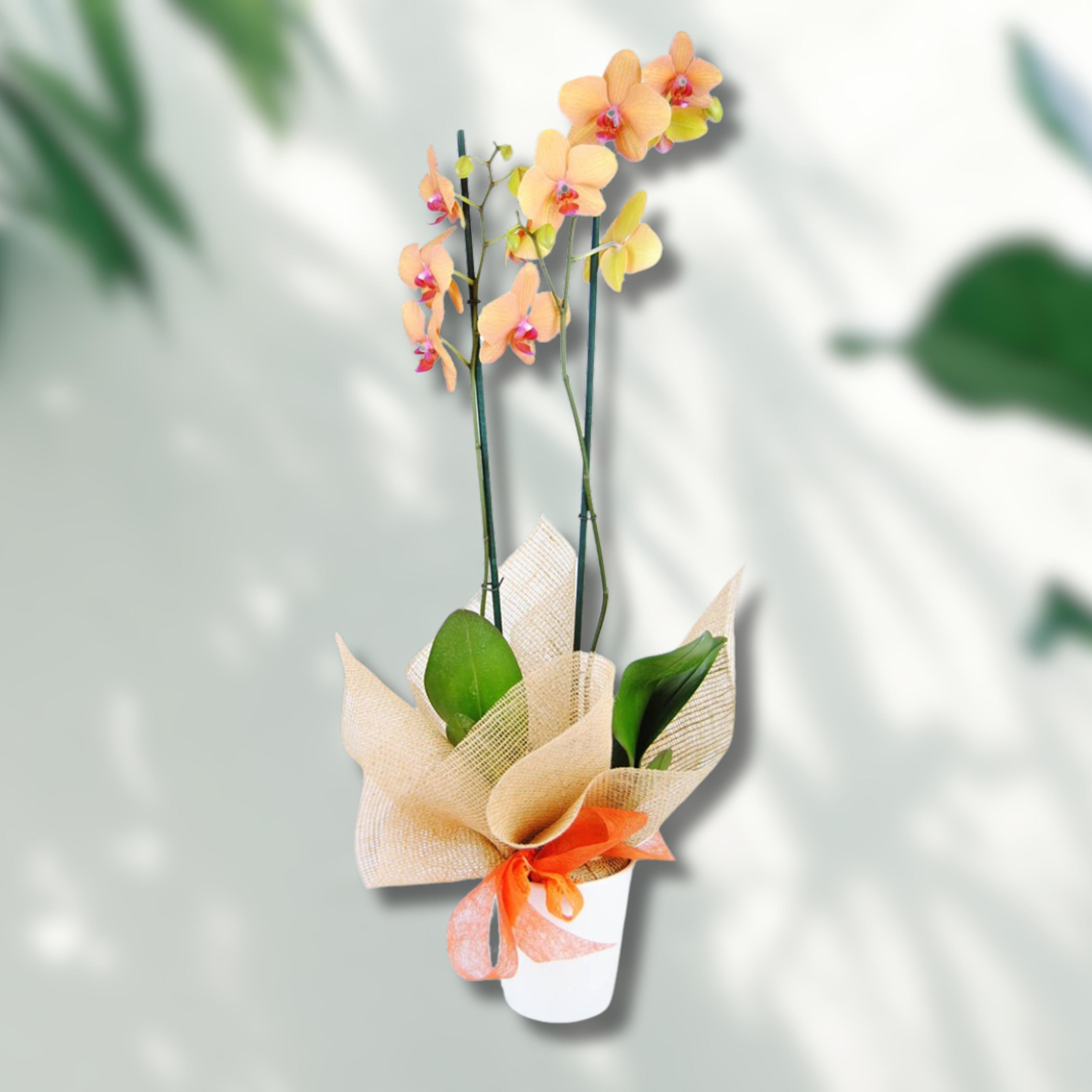 Imagen principal del producto Ramo de flores - Orquídea naranja